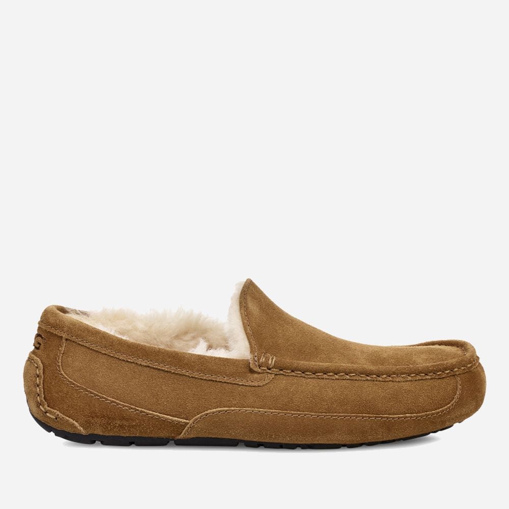 M Ascot - Chestnut