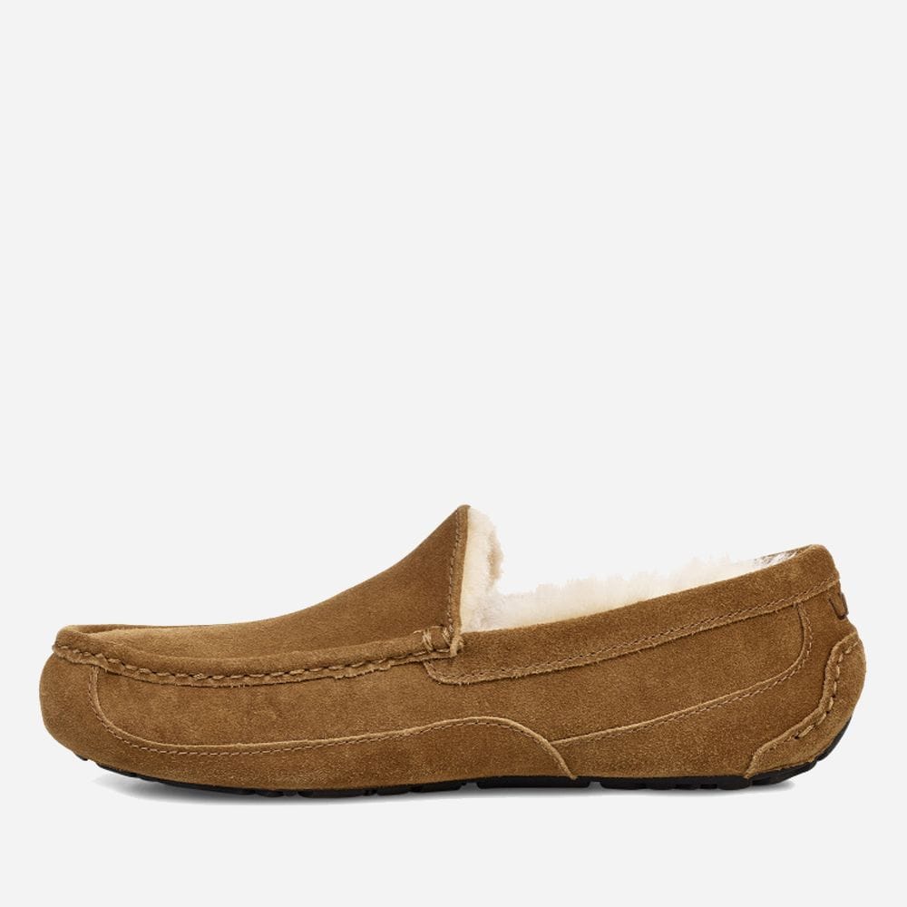 M Ascot - Chestnut