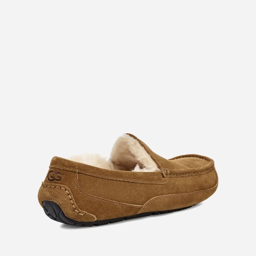 M Ascot - Chestnut