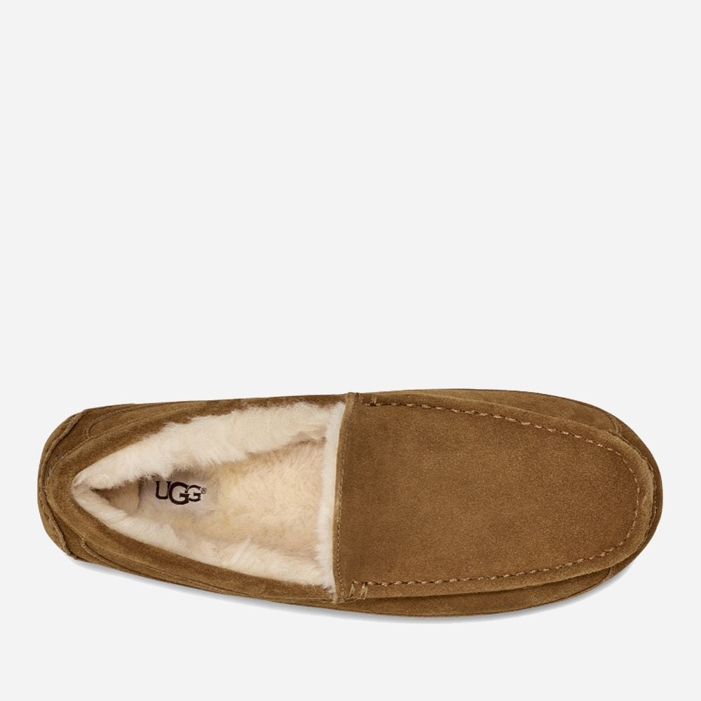 M Ascot - Chestnut