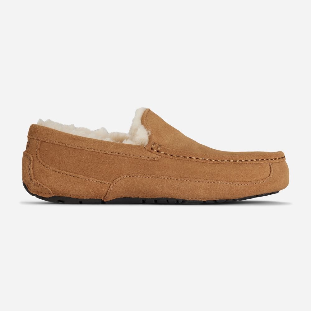 M Ascot - Chestnut