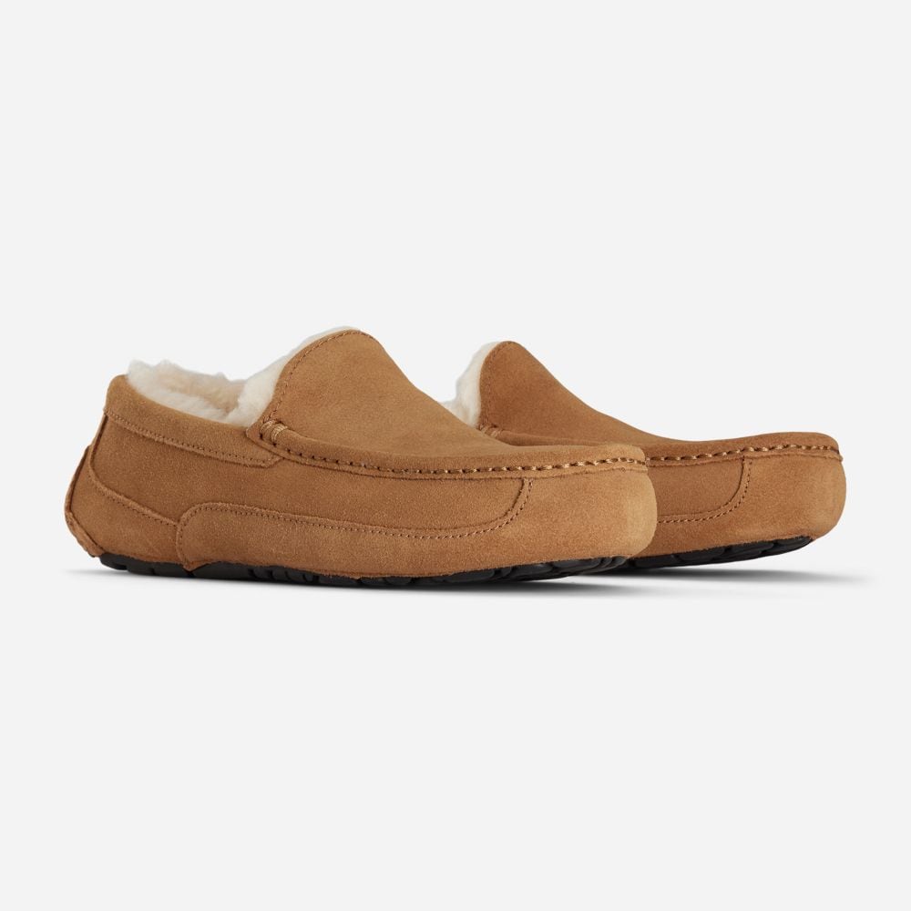 M Ascot - Chestnut