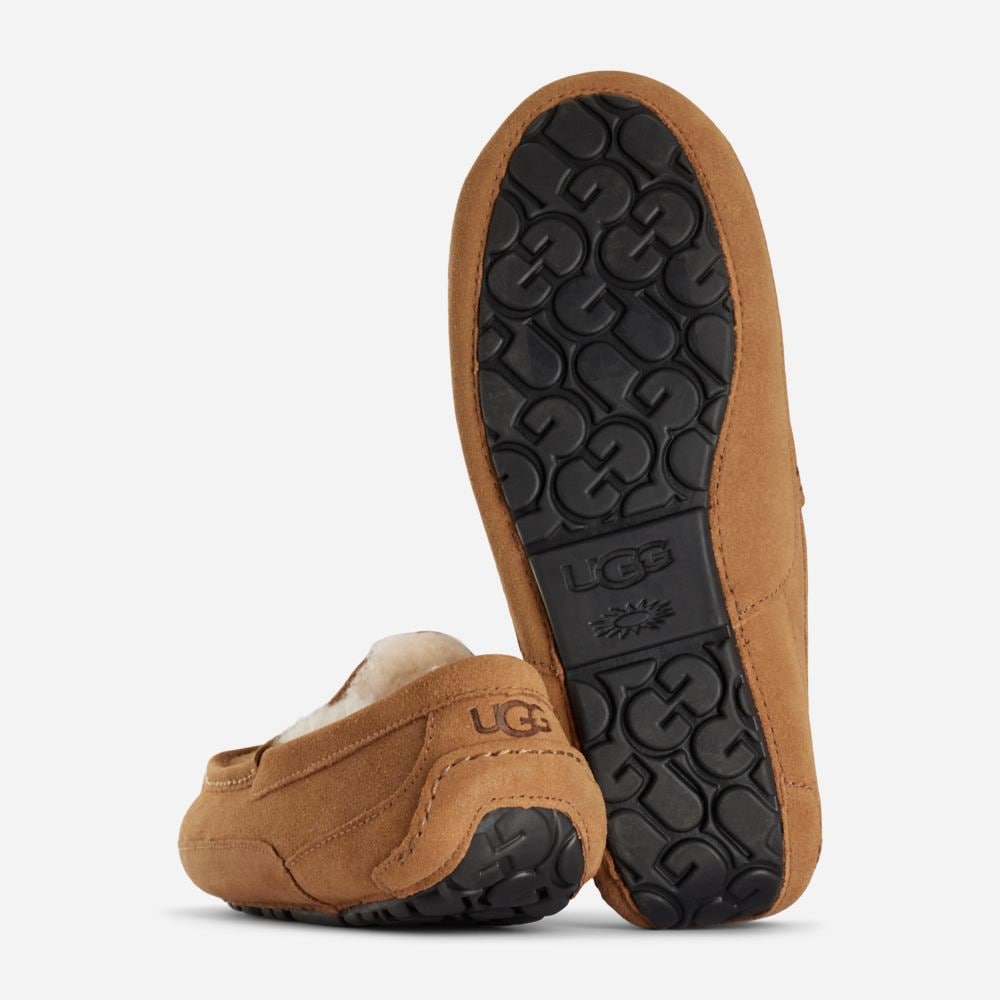 M Ascot - Chestnut